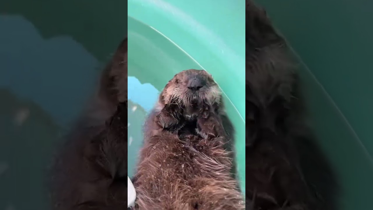 The Loudest Sea Otter Pup!