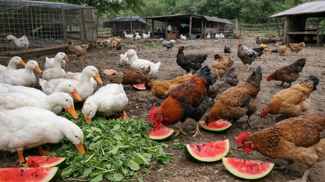 HOBBY FARM -  POULTRY ဒေသကြက်၊ဘဲများမွေးကြစို့။ 🇲🇲🦢🐓