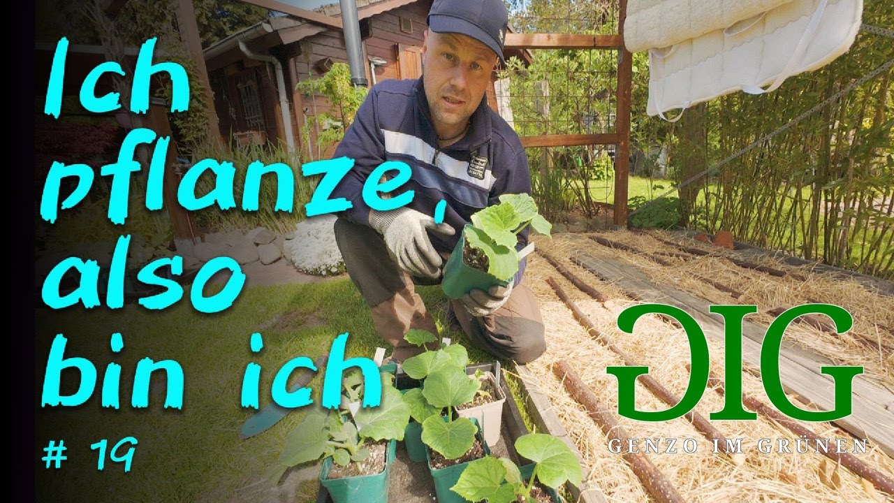 Rote Bete vom Wochenmarkt und vorgezogene Gurken in den Garten pflanzen 🌱😊
