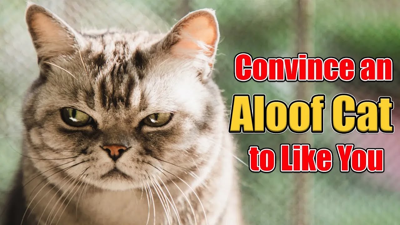 5 Science Backed Tips to Convince an Aloof Cat to Like You