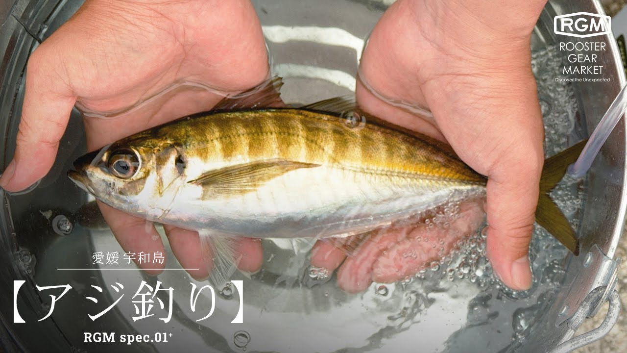 【アジ釣り】RGM spec.01⁺ × 愛媛 宇和島