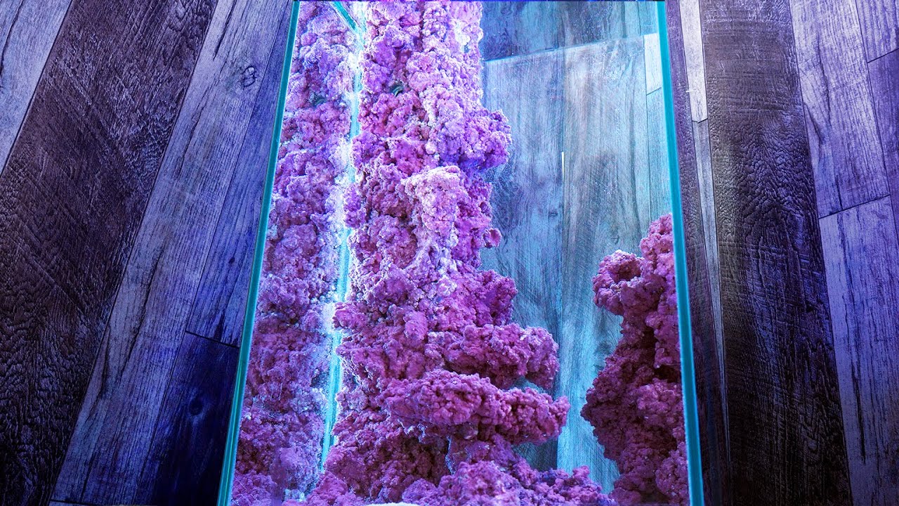 【海水魚】水深50cmの海にサンゴ礁の谷間を作る【人工ライブロック】