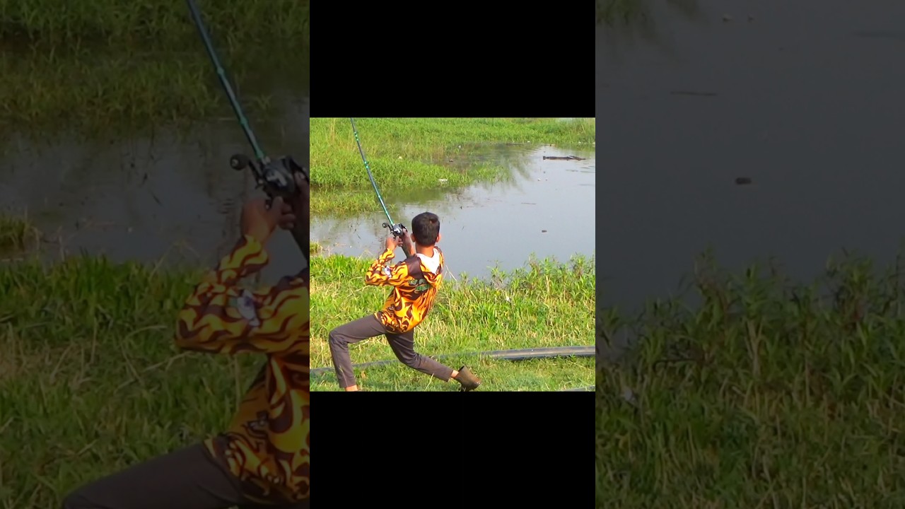 snakehead fish attack, strike &catching perfect video #krfishhunter #snakeheadfishing #fishattack