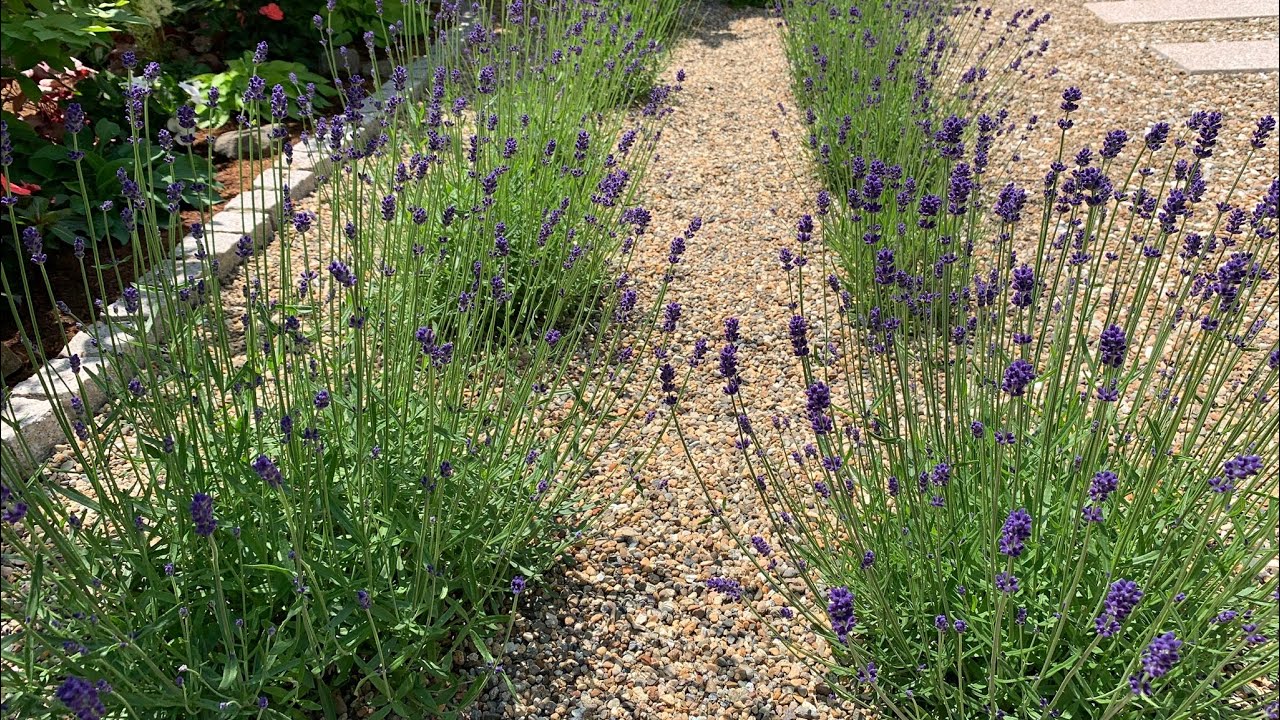  Low Maintenance Garden Ideas: Gravel & Lavender Design 🌿(ラベンダーと砂利で作る、手入れの楽な庭デザイン )