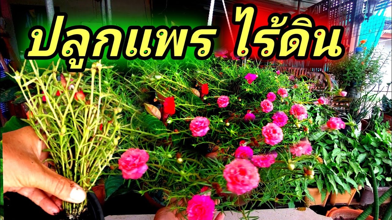 วิธีปลูกคุณนายตื่นสายในกระถางแขวนให้สวยด้วยแกลบดำ Mossrose