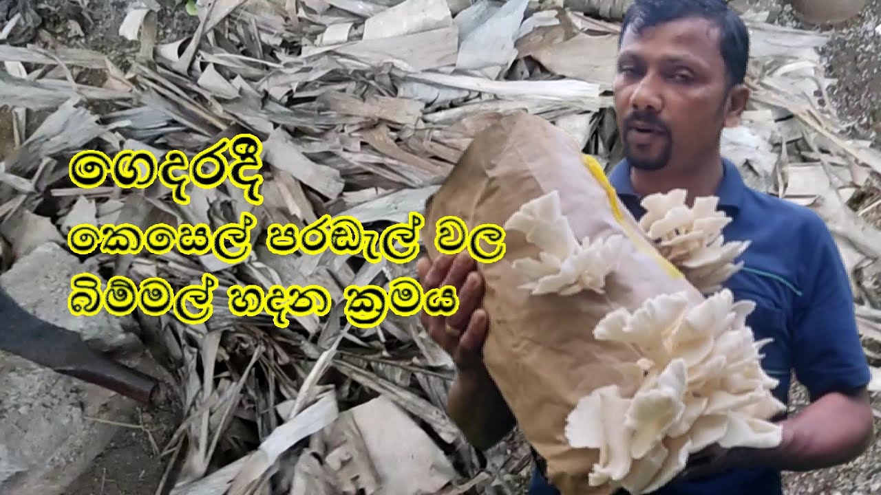 බිම්මල් ගෙදර හදන්නේ කොහොමද |  කෙසෙල්  පරඬැල් පිදුරු මත බිම්මල් | How to grow mushrooms at home