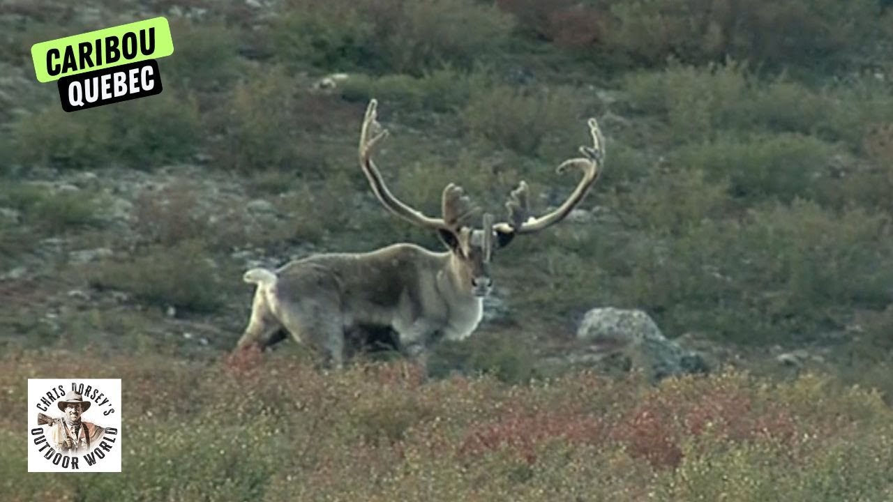 High Arctic Hunt for Giant Caribou