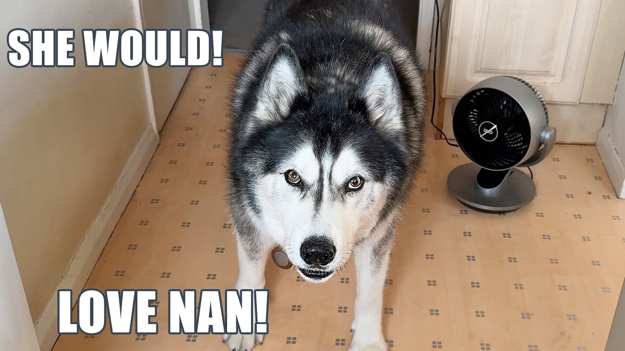 Husky Says His Nan Would Give Him MORE!