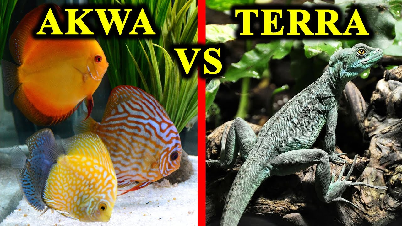 Akwarium VS Terrarium - co lepsze? (porównanie)