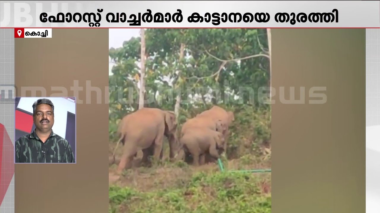കോതമംഗലത്ത് ജനവാസമേഖലയിൽ കാട്ടാനക്കൂട്ടം; ഫോറസ്റ്റ് വാച്ചർമാർ ആനകളെ തുരത്തി