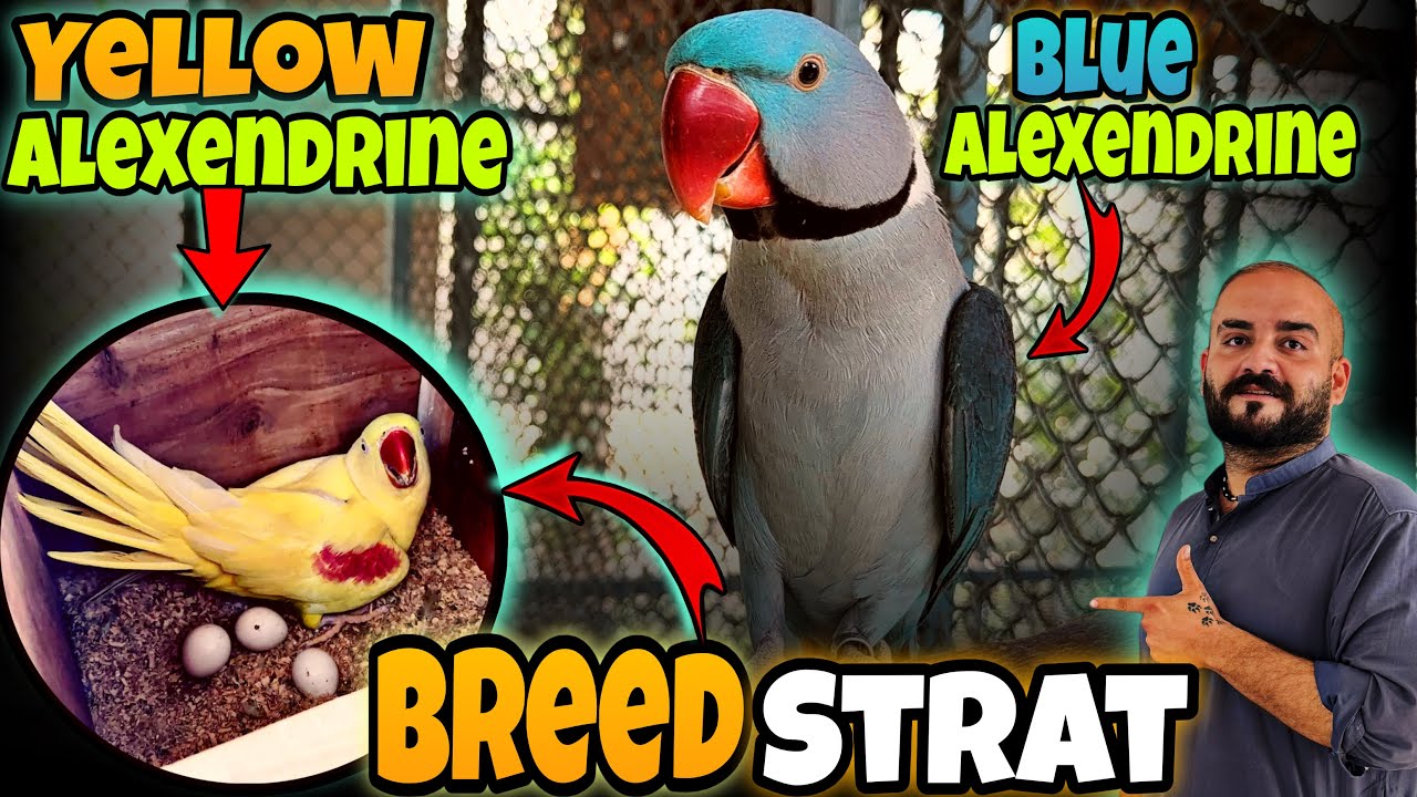 Yellow Alexandrine × Blue Alexandrine Breed Strat 🥰 | Rare Mutation 2026 Yellow Raw parrot 💛💛💛