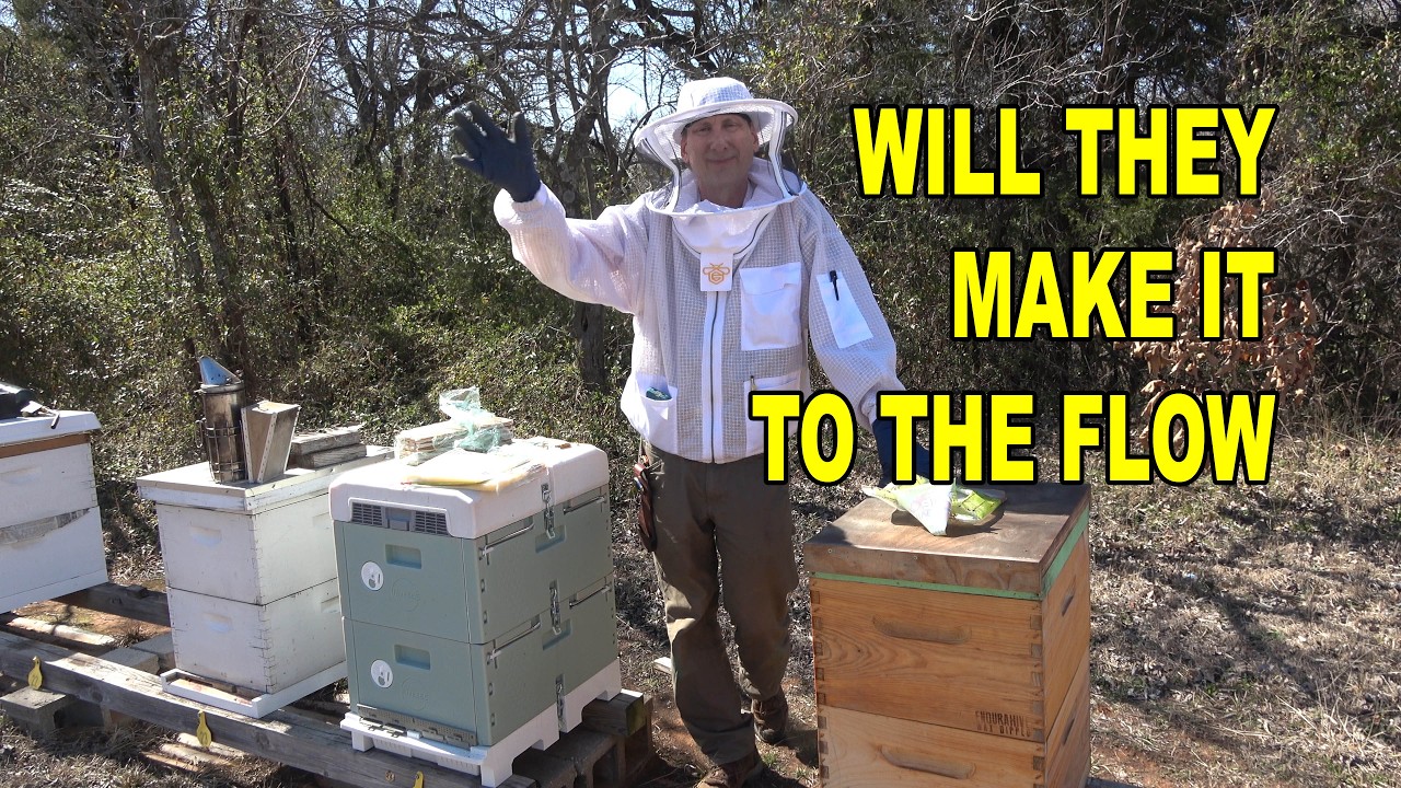 Will My Bees Make It to the Nectar Flow? Winter Hive Check & Feed Update