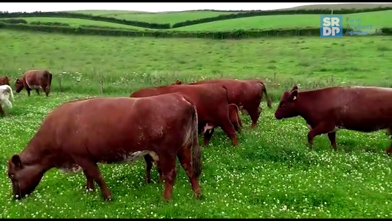 Finishing Steers doing 2kg/day at grass on Scottish borders farm