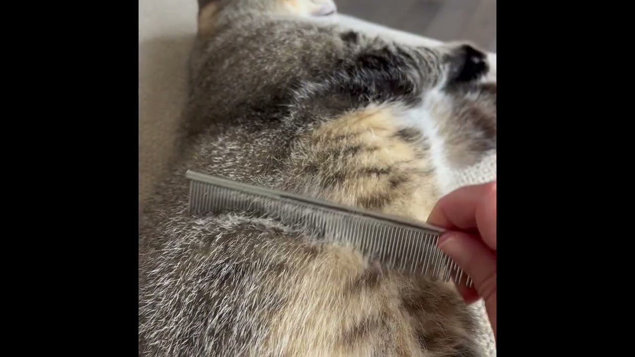 This cat loves the Eye Envy ProGlide Cat Comb