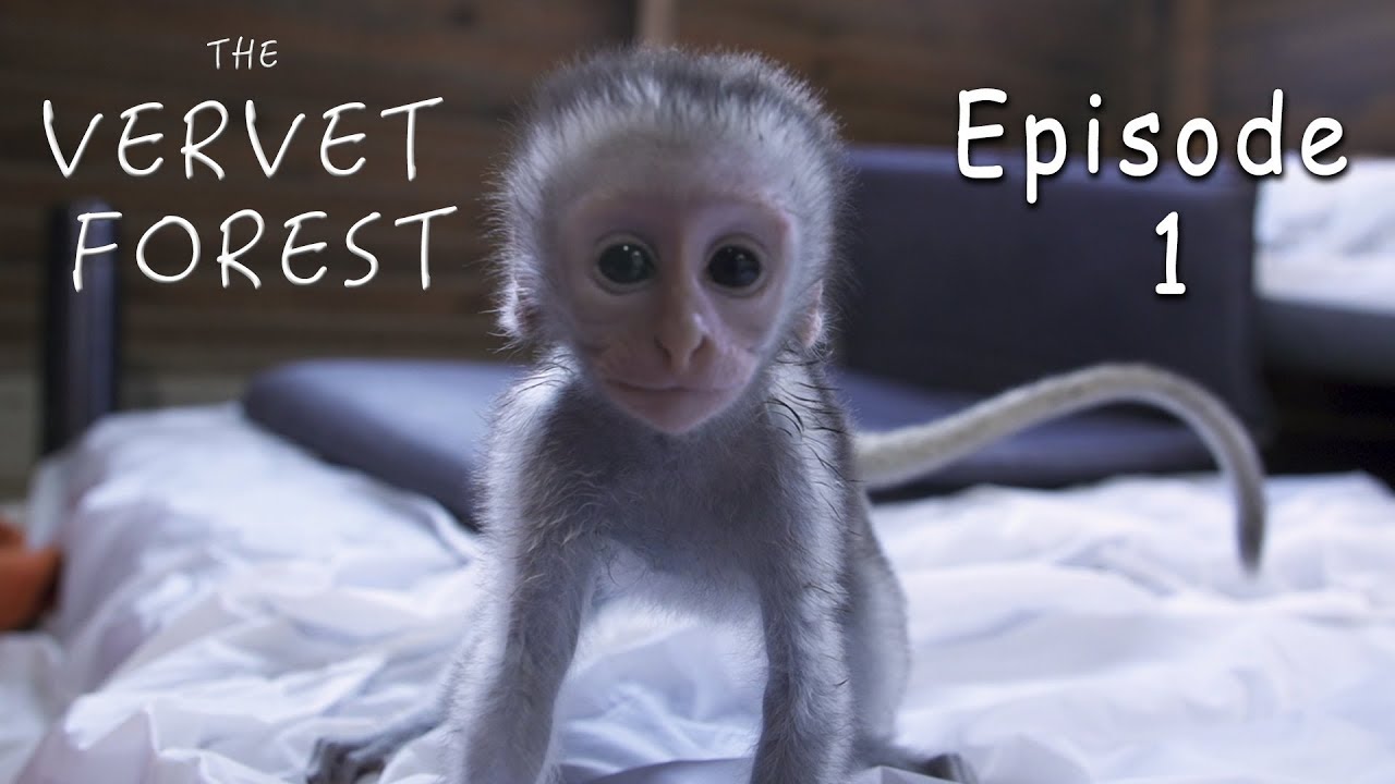 Experience A Baby Monkey Orphanage In South Africa - Ep. 1