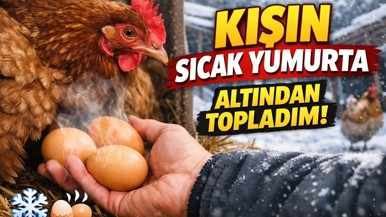 Havalar Buz Gibi Ama Yumurtalar Sıcacık! İşte Sebebi? | STILL WARM( Fresh Egg )#çiftliktesondurum 
