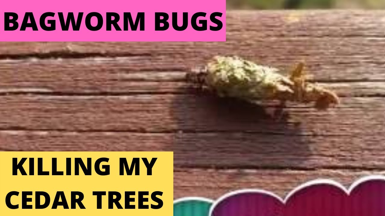 Bagworms - Cocoon like pinecone bugs killing my Cedar Tree. Part 1.