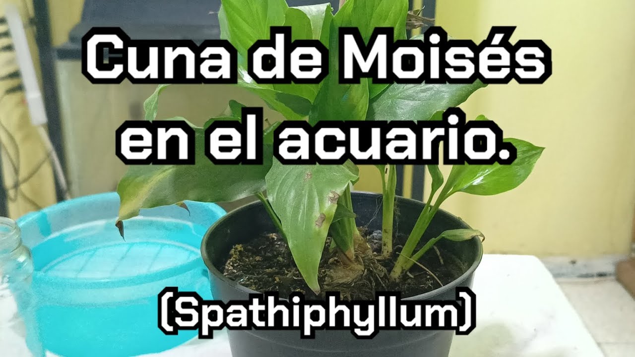 Planta Cuna de Moisés (Spathiphyllum) en el acuario.