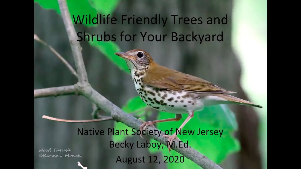 Wildlife Friendly Native Shrubs and Trees for Your Backyard, presented by Becky Laboy