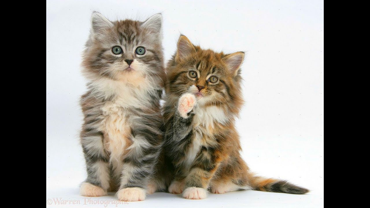Animal Planet  : Cats 101 ~ Maine Coon