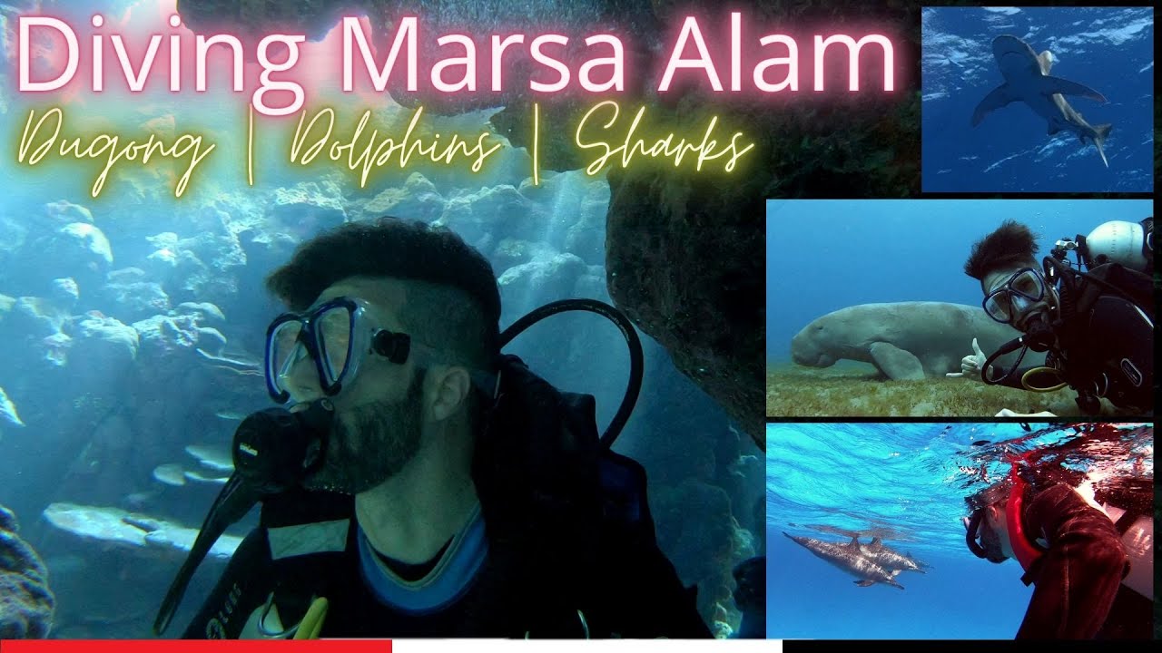 Marsa Alam, Egypt (2020) | Diving with Sharks, Turtles, Dugong, Dolphins