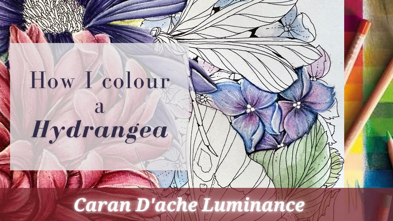 How I colour Hydrangea| Luminance coloured pencils | Beautiful Planet by Leila Duly