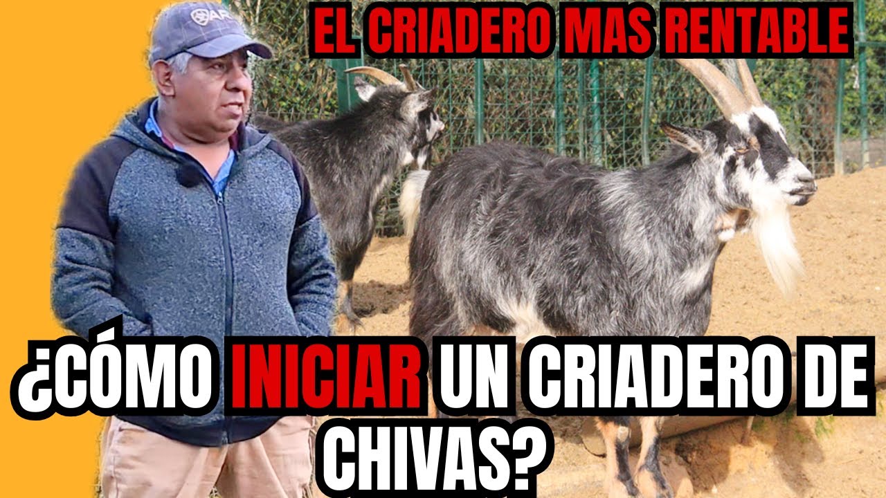 ¿Como INICIAR un CRIADERO de CHIVAS? | El PIE DE CRIA QUE SI PAGA | RancheandoAndo