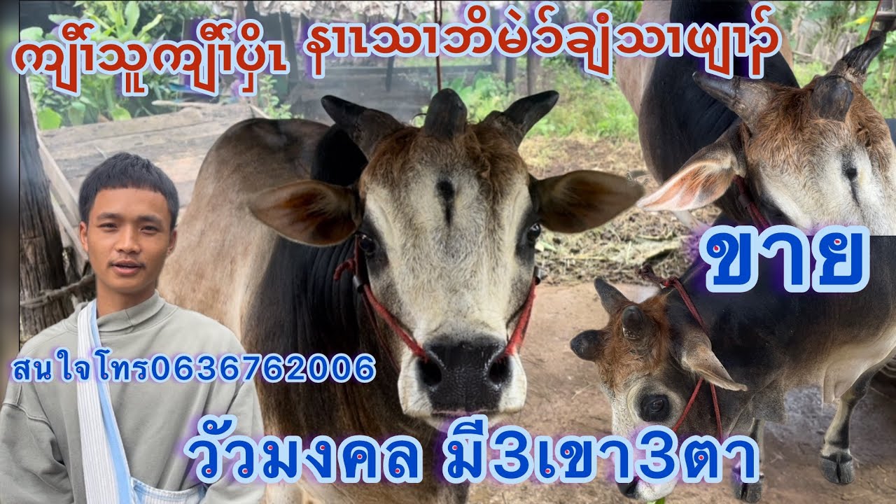ကျီၢ်သူကျီၢ်ပှိၤနၢၤသၢဘိမဲၥ်ချံသၢဖျၢၣ် #วัวงามมีเขา3ง่าม มีตา 3 ตา สนใจ โทร 0636762006#0936094608