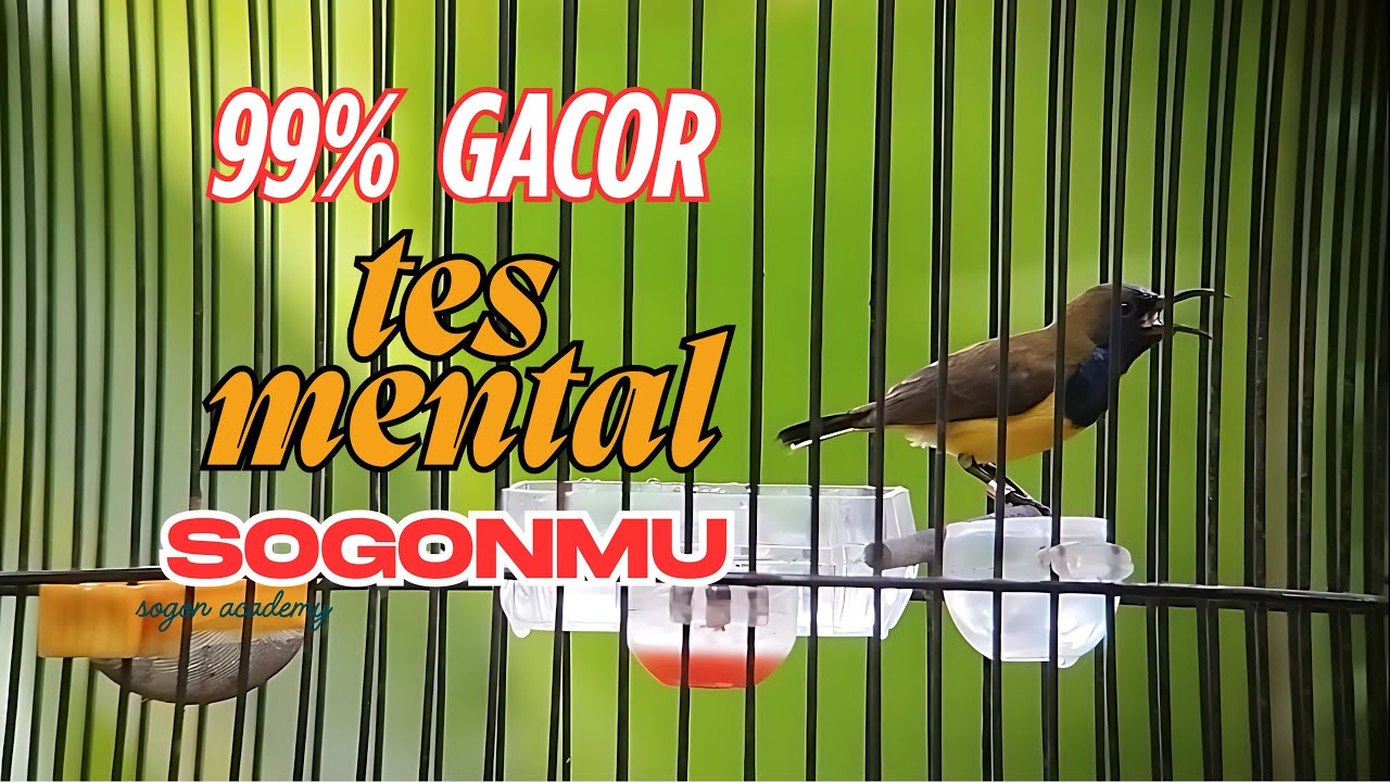 live Pancingan Burung Sogon Malas Bunyi Jadi Gacor ‼️ Terbukti Ampuh