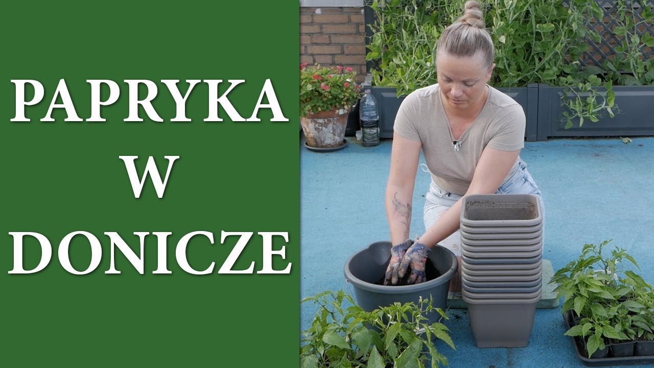 Jak uprawiać PAPRYKĘ w doniczce / Co zrobic aby papryka obficie owocowała / MrsGarden