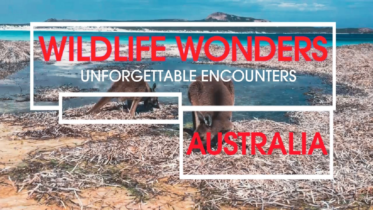 AUSTRALIA's Wildlife Wonders: Unforgettable Encounters