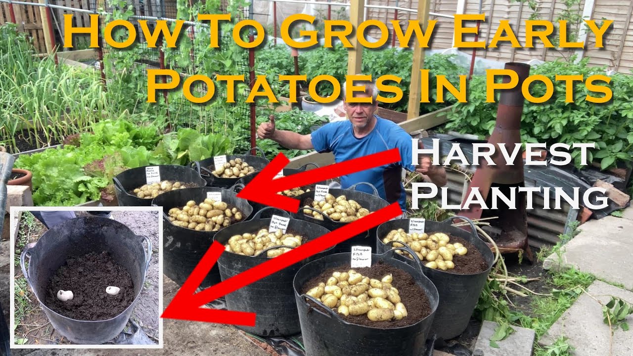 How to Grow Potatoes in Pots