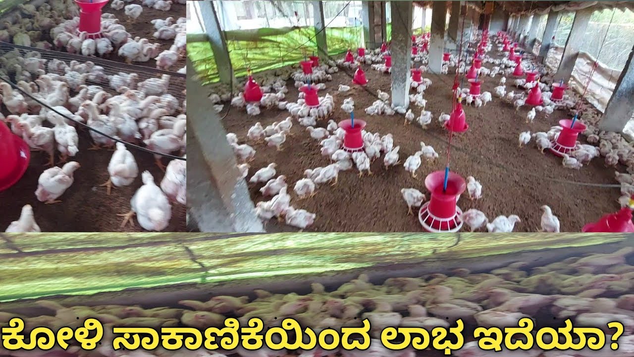 ಕೋಳಿ ಫಾರ್ಮ್|chicken farming explain in Kannada|ಕೋಳಿ  ಸಾಕಾಣಿಕೆಯಿಂದ ಲಾಭ ಇದ್ಯಾ ಆಗುವ ನಷ್ಟವೇನು...
