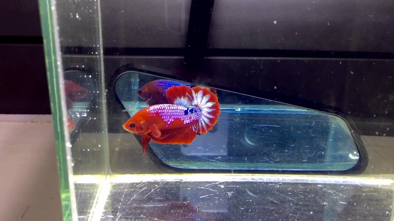 Betta art 2 | Red fancy