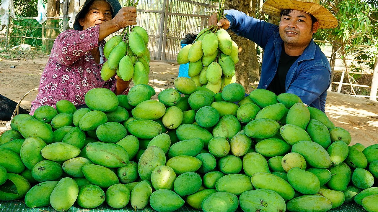 Mango Harvest Season Coming In My Village | Harvest Mango For Sale.