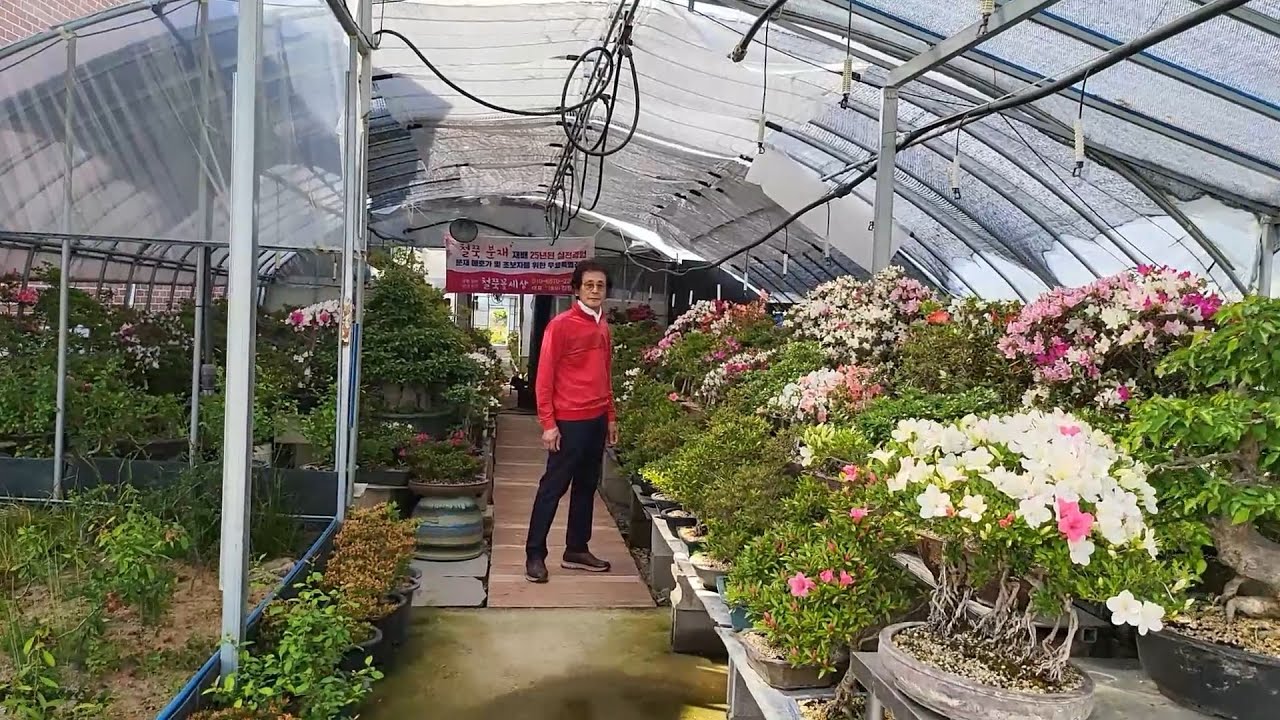 철쭉 분재를 죽이느냐? 살리느냐? 분갈이에 달렸다.