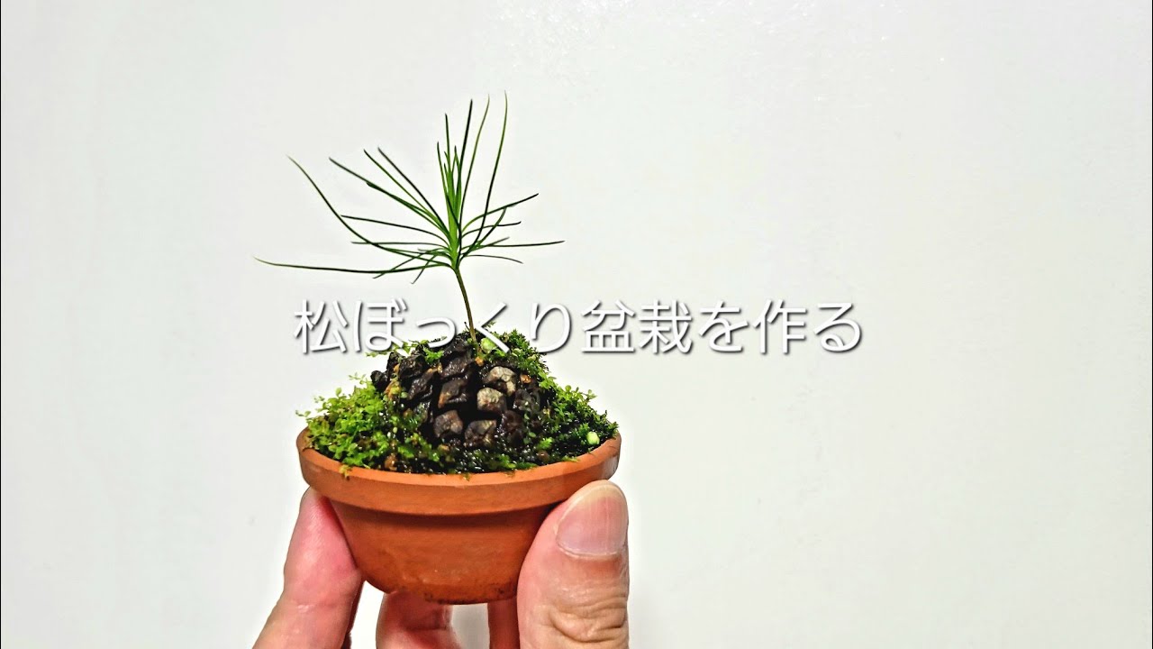 拾ってきた松ぼっくりから作る小さな松ぼっくり盆栽