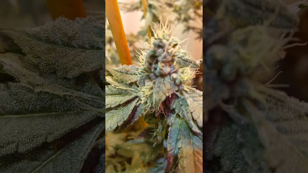 update on the Kush mints rapid hippie cut week 6 Cultivated by RCC in Exotic alerts