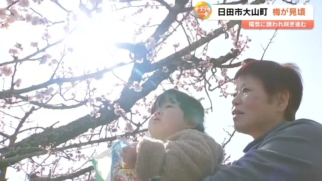 梅の名所「おおくぼ台梅園」6000本咲き誇る　家族連れが春の訪れ楽しむ　大分