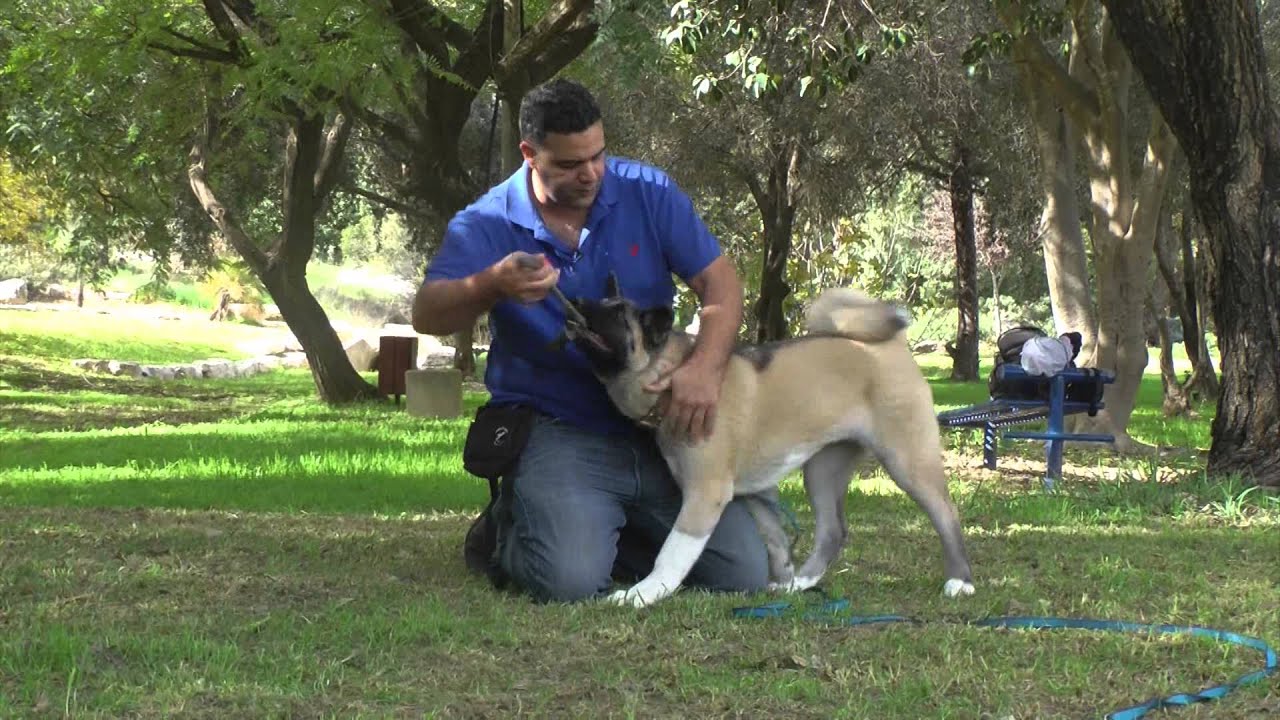 אילוף כלבים סרטון מתנה - לימוד כלב לעזוב חפץ