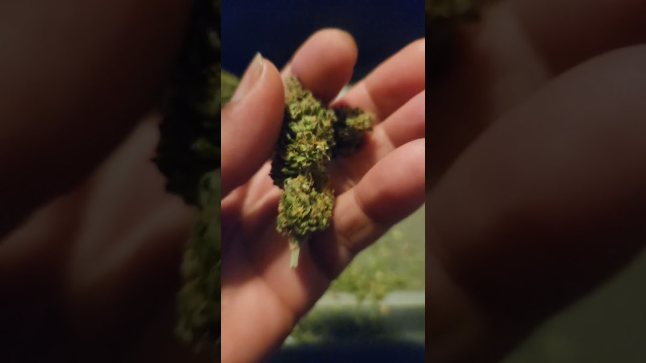 sour kush auto