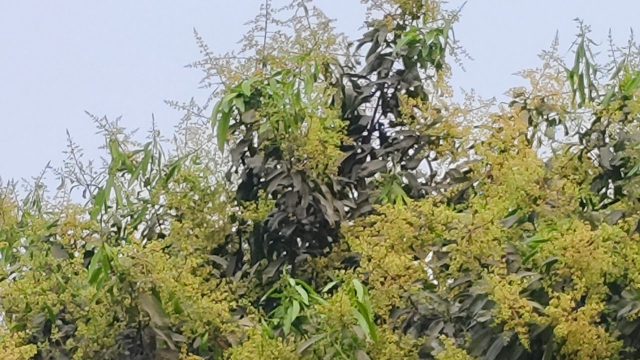 Priyanka Official  is live! সবাই একটু সাপোর্ট করে পাশে থেকো বন্ধুরা 🥰🙏