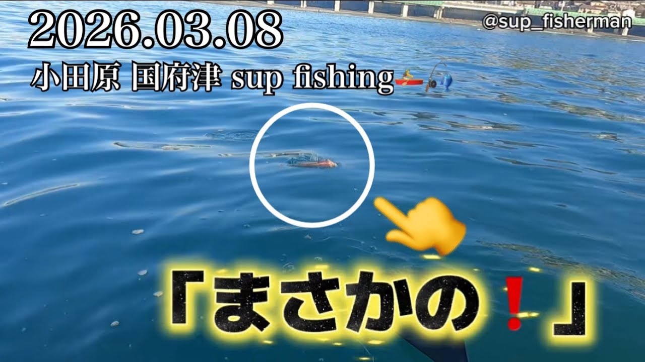 2026.03.08 sup fishing 🚣‍♂️🎣シンプルで1番うまい魚が釣れた！in小田原 国府津