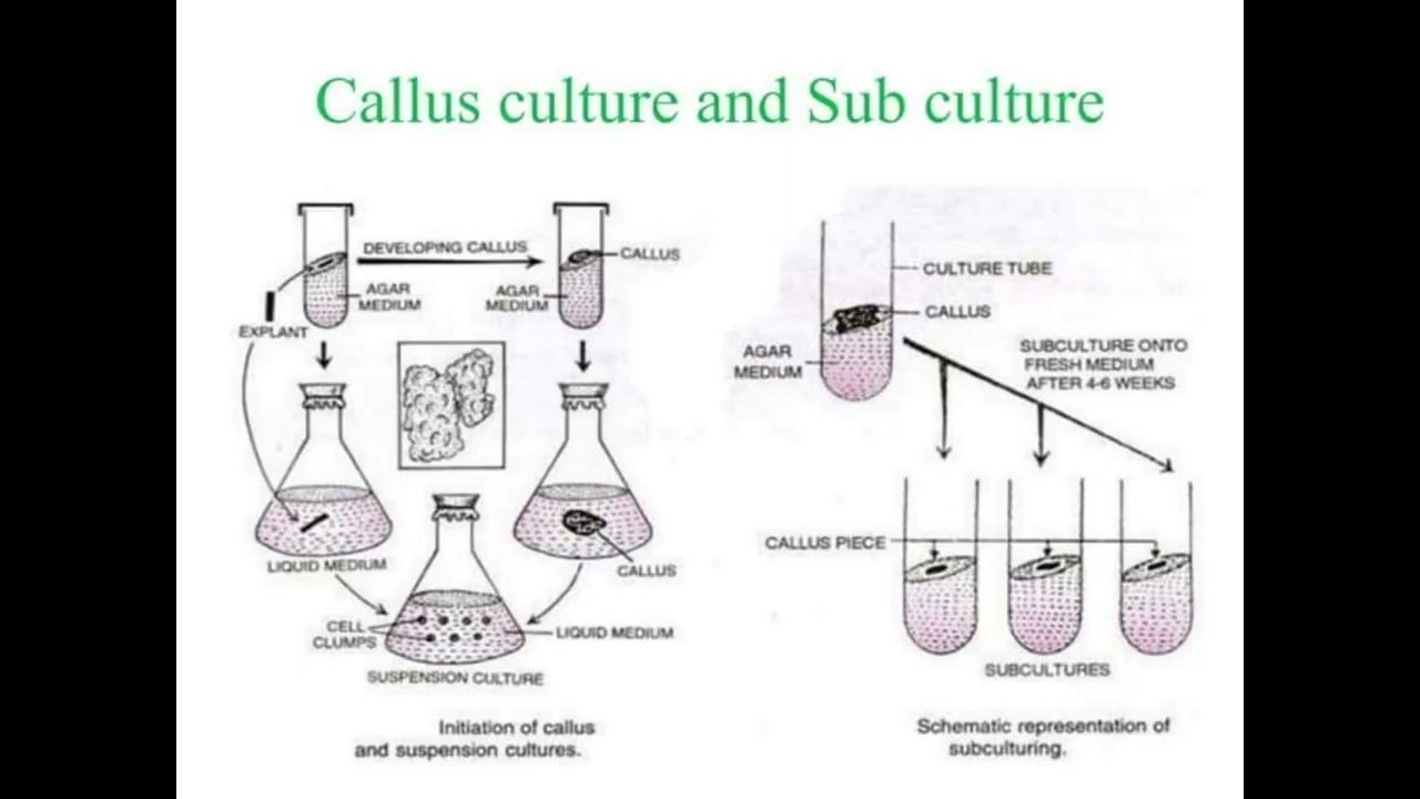 Tissue culture technique Urdu/Hindi