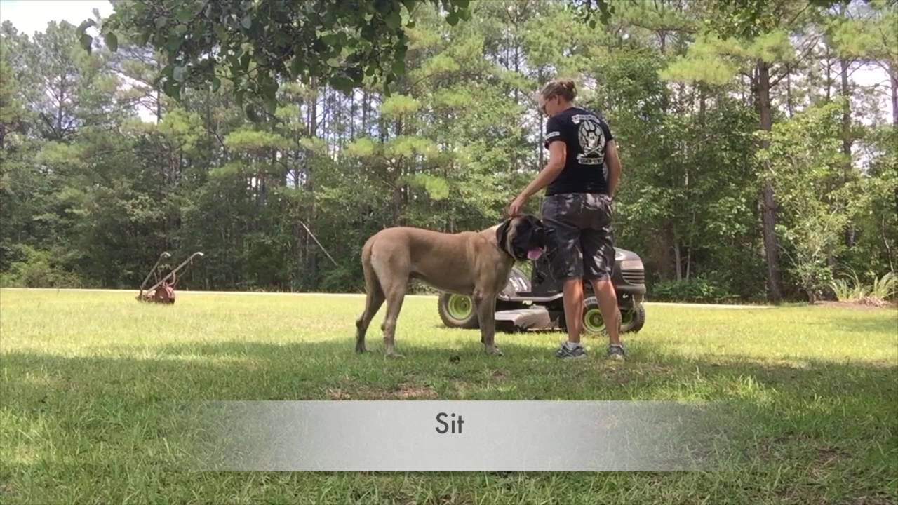 Titan before and after: English Mastiff Training in Columbia, South Carolina