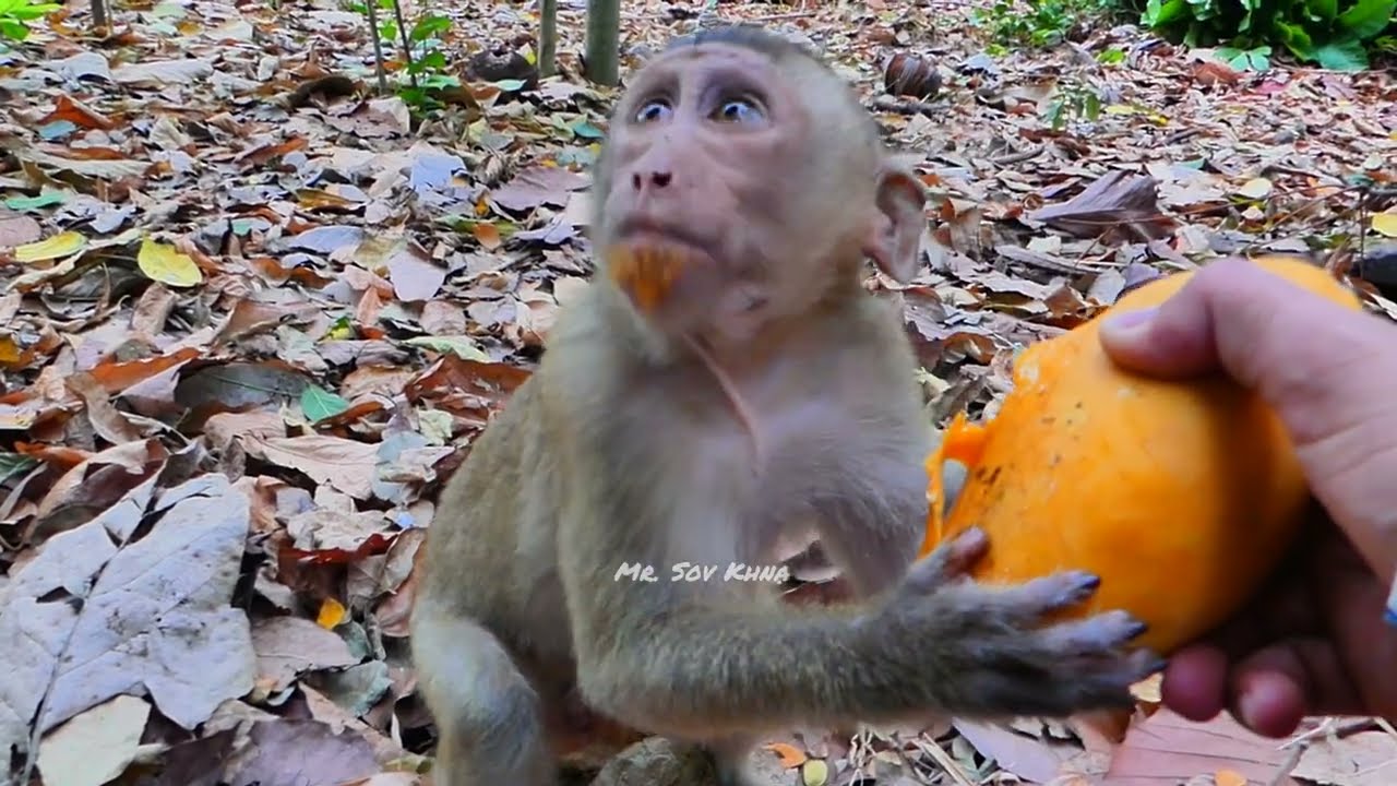 Mar 14, 24 MORNING UPDATE, Leo looks a bit fear even Libby tries to take him down from tree