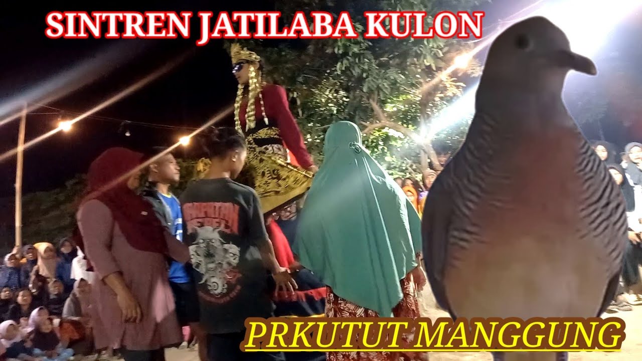 Perkutut Manggung/ Sintren Jatilaba Kulon