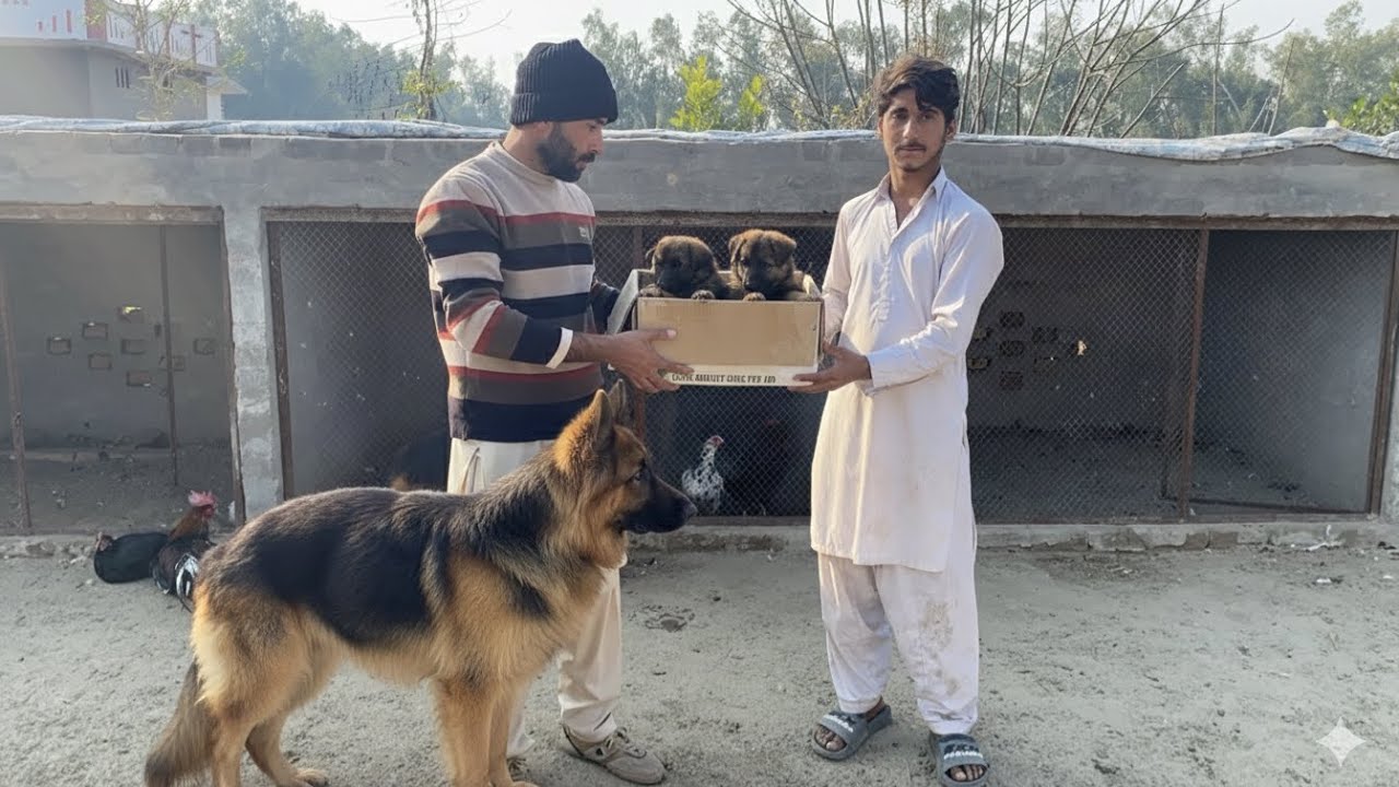German Shepherd k Puppies farm Pa a gy🐶Tyson k Bachy a gy 🐕 Pets Lover in Punjab 