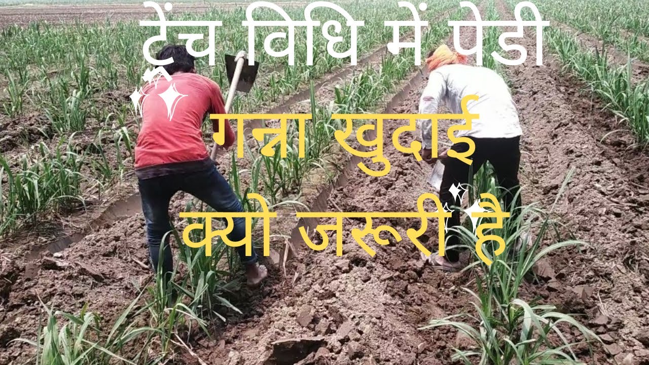 #trench #vidhi में #गन्ने की खुदाई किस तरह से होती है, देखिये @TrenchVidhiKheti