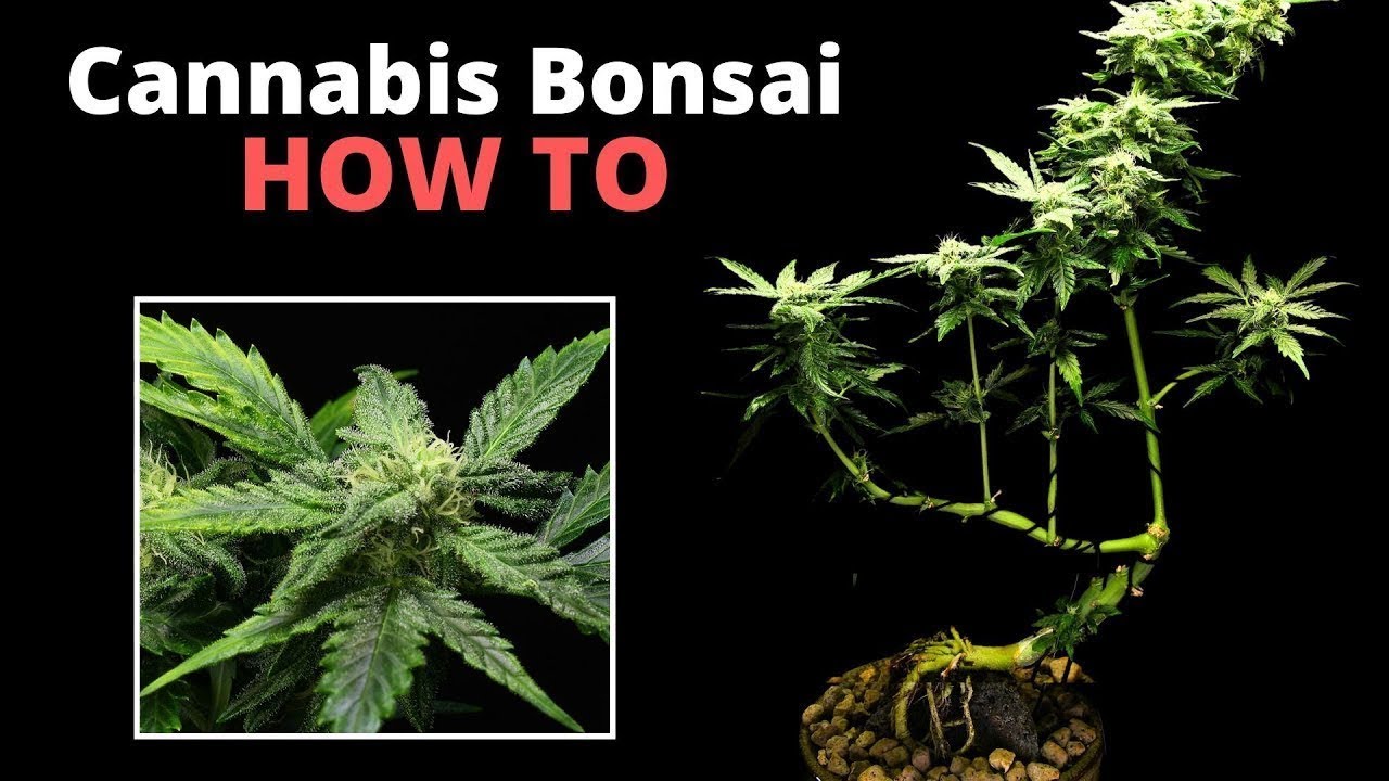 How To Grow Your Own CANNABIS BONSAI from Seed!